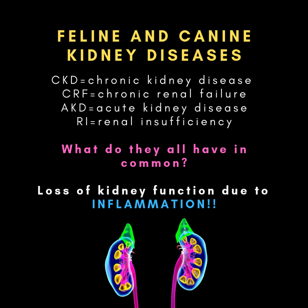 common kidney diseases and inflammation blurb Astro's Oil Kidney